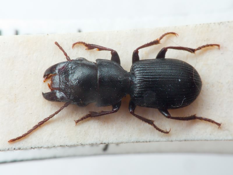 Pseudaristus punctatissimus (Baudi di Selve, 1894)